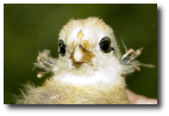 Un poussin Araucana Un poussin Araucana