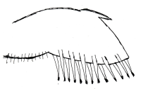 Les plumes chez le poussin m�le