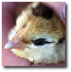 Le poussin femelle