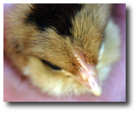 Le poussin m�le et sa mini-cr�te