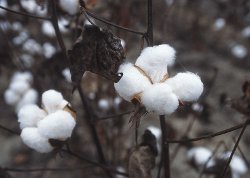 Un plant avec des boules de coton