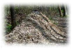 Tas de broyat de branches