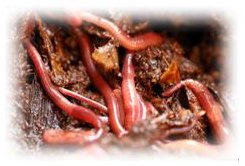 Eisenia foetida & Eisenia endre�