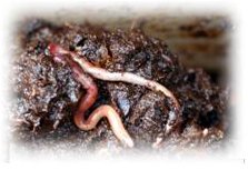 Vers � compost