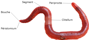 Anatomie du ver composteur