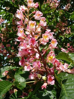 Marronnier rouge (Aesculus carnea)