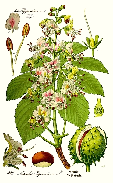 Marronnier (Aesculus hippocastanum)