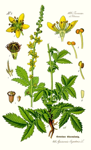 L'aigremoine (Agrimonia eupatoria)