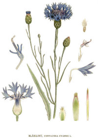Bleuet