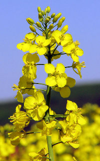 Colza - Brassica napus
