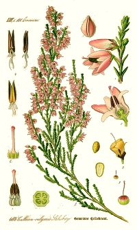 La bruy�re callune (Calluna vulgaris)