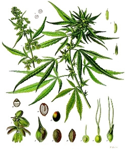 Le chanvre (Cannabis sativa)