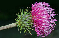Chardon - Carduus defloratus