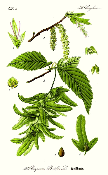 Le charme commun (Carpinus betulus)