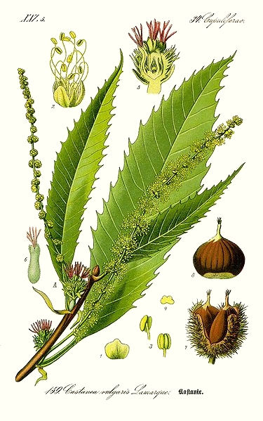 Le châtaignier (Castanea sativa) Le châtaignier (Castanea sativa)