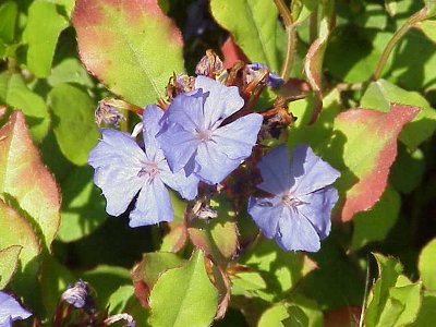Plumbago (Ceratostigma wilmottiana)