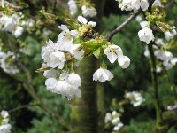 Fleurs de cerisier
