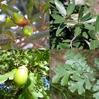 Ch�ne