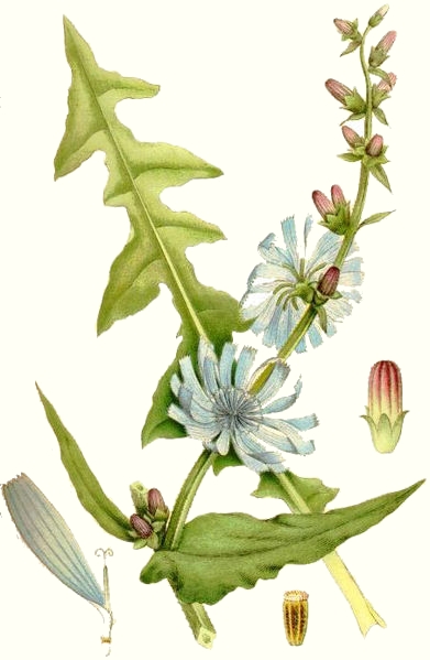 Chicor�e (Chicorium intybus)