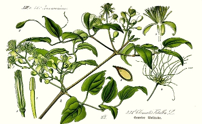 Cl�matite (Clematis vitalba)