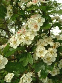 Aub�pine