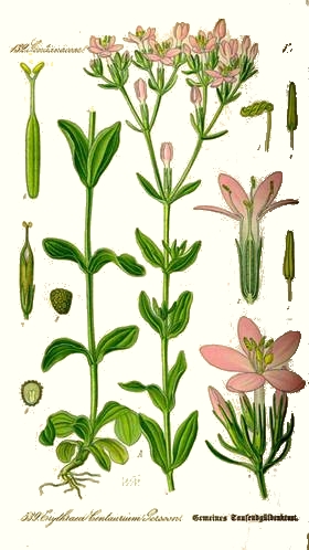 Centaur�e (Erythraea centaurium)