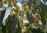 Fleurs d'eucalyptus