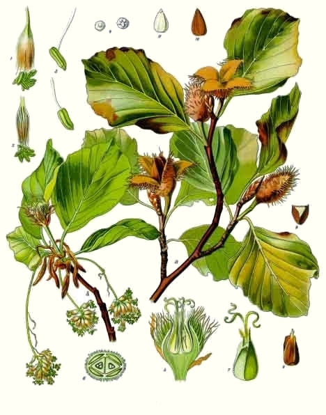H�tre (Fagus sylvatica)