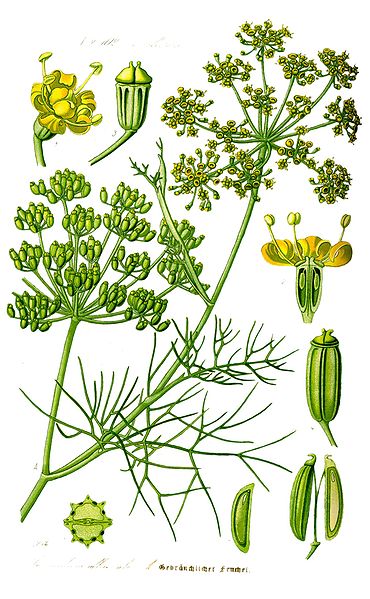 Le fenouil (Foeniculum vulgare) Le fenouil (Foeniculum vulgare)