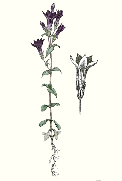 Gentiane (Gentiana amarella)