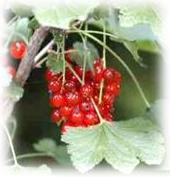 Les groseilles rouges
