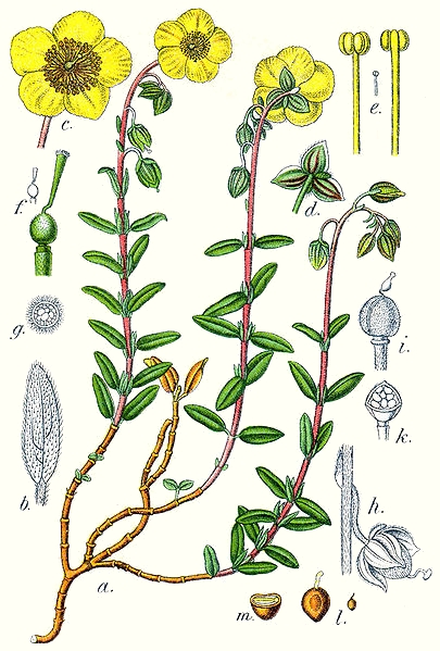 Hélianthème commune (Helianthemum nummularium) Hélianthème commun (Helianthemum nummularium)