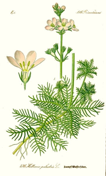L'hottonie des marais (Hottonia palustris) L'hottonie des marais (Hottonia palustris)
