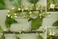 Fleurs de houx: m�les en haut et femelles en bas