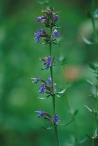 Hysope - Hyssopus officinalis
