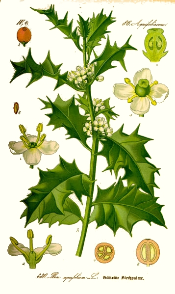 Le houx (Ilex aquifolium) Le houx (Ilex aquifolium)