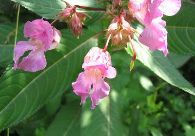 L'impatience ou balsamine de l'Himalaya (Impatiens glandulifera)