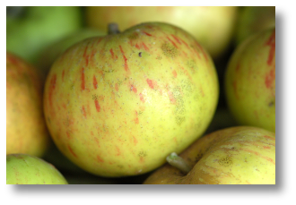 Une pomme Jacques Lebel