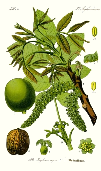 Le noyer (Juglans regia) Le noyer (Juglans regia)