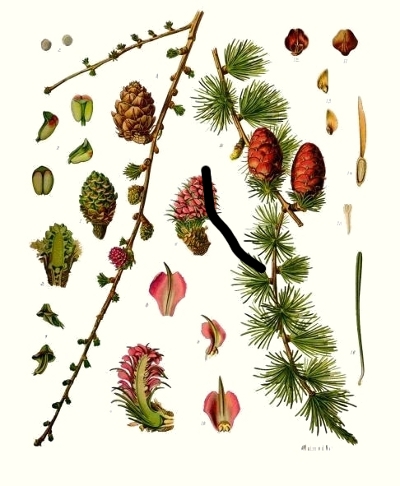 Le m�l�ze d'Europe (Larix decidua)