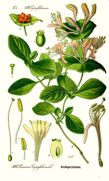 Le ch�vrefeuille des jardins (Lonicera caprifolium)
