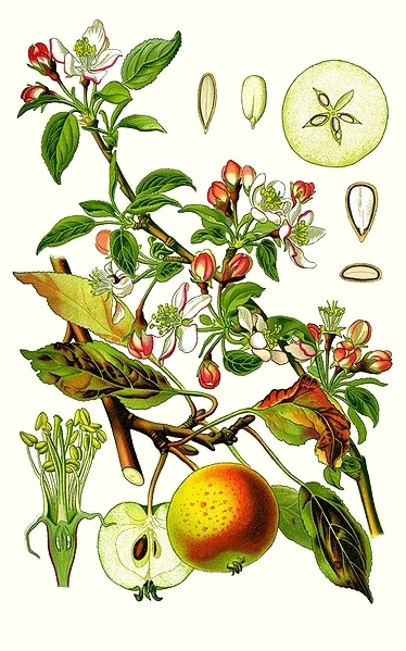 Pommier sauvage (Malus pumila)