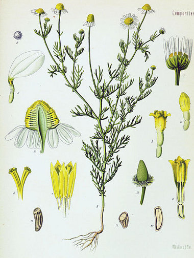 La camomille (Matricaria recutita)