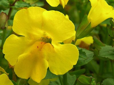 Le mimule tacheté ou muscade (Mimulus guttatus) Le mimule tacheté ou muscade (Mimulus guttatus)