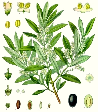 L'olivier (Olea europaea) L'olivier (Olea europaea)