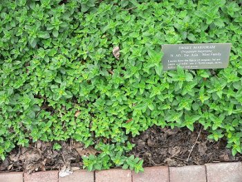 La marjolaine (Origanum majorana)