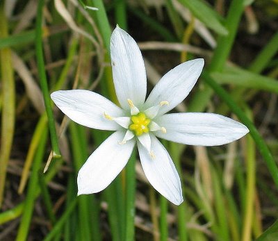 Ornithogale en ombelle (Ornithogalum umbellatum) Ornithogale en ombelle (Ornithogalum umbellatum)