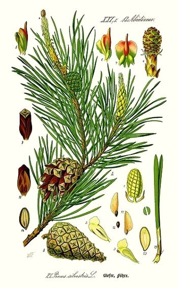 Le pin sylvestre (Pinus sylvestris)