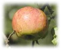 Une pomme de notre verger