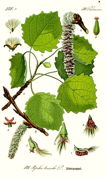 Tremble, peuplier tremble (Populus tremula)